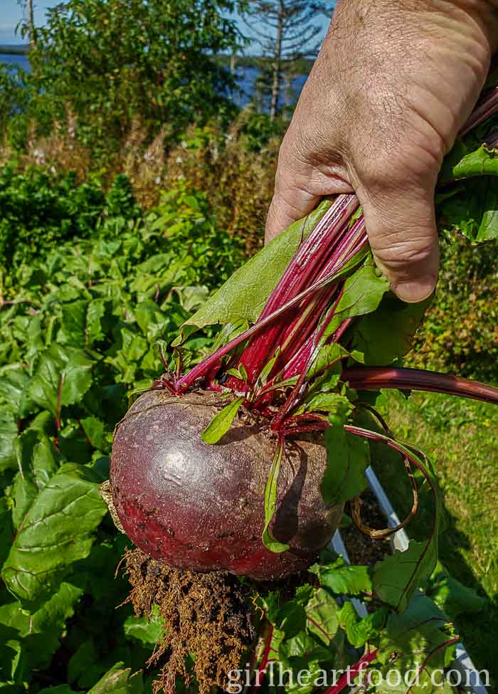 Hand holding a fresh beet after being harvested from the ground.