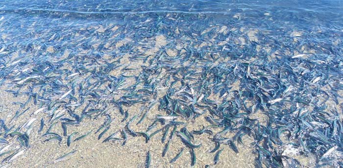 Capelin washing ashore.