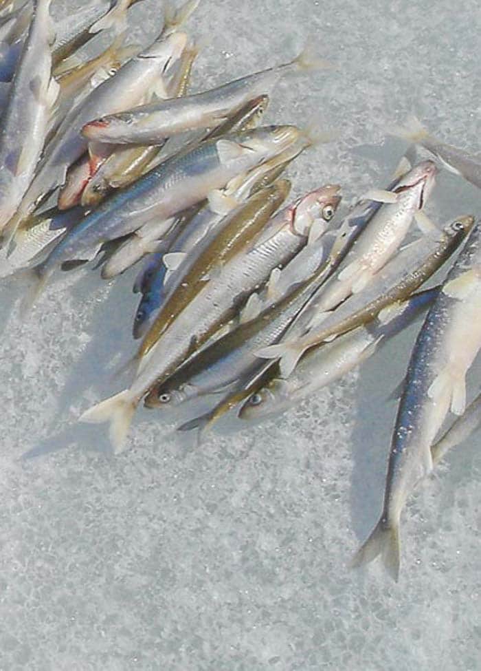 Whole smelt fish on ice.