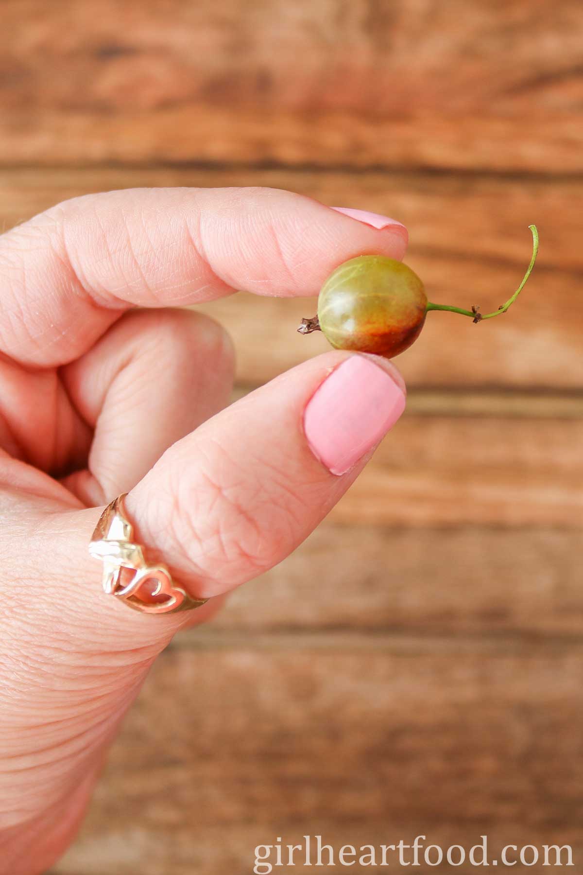 Hand holding a fresh gooseberry with top and bottom ends still intact.