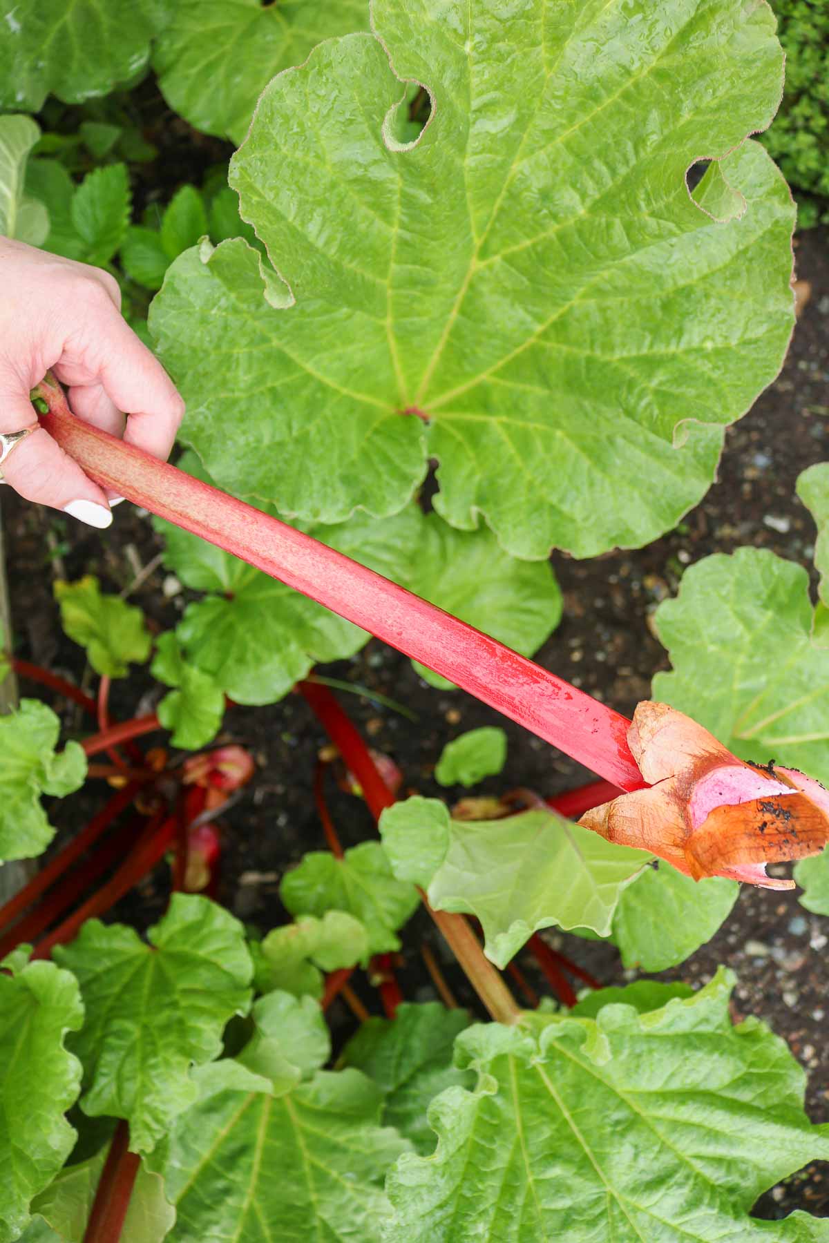 Hand holding a stalk of rhubarb after being harvested.
