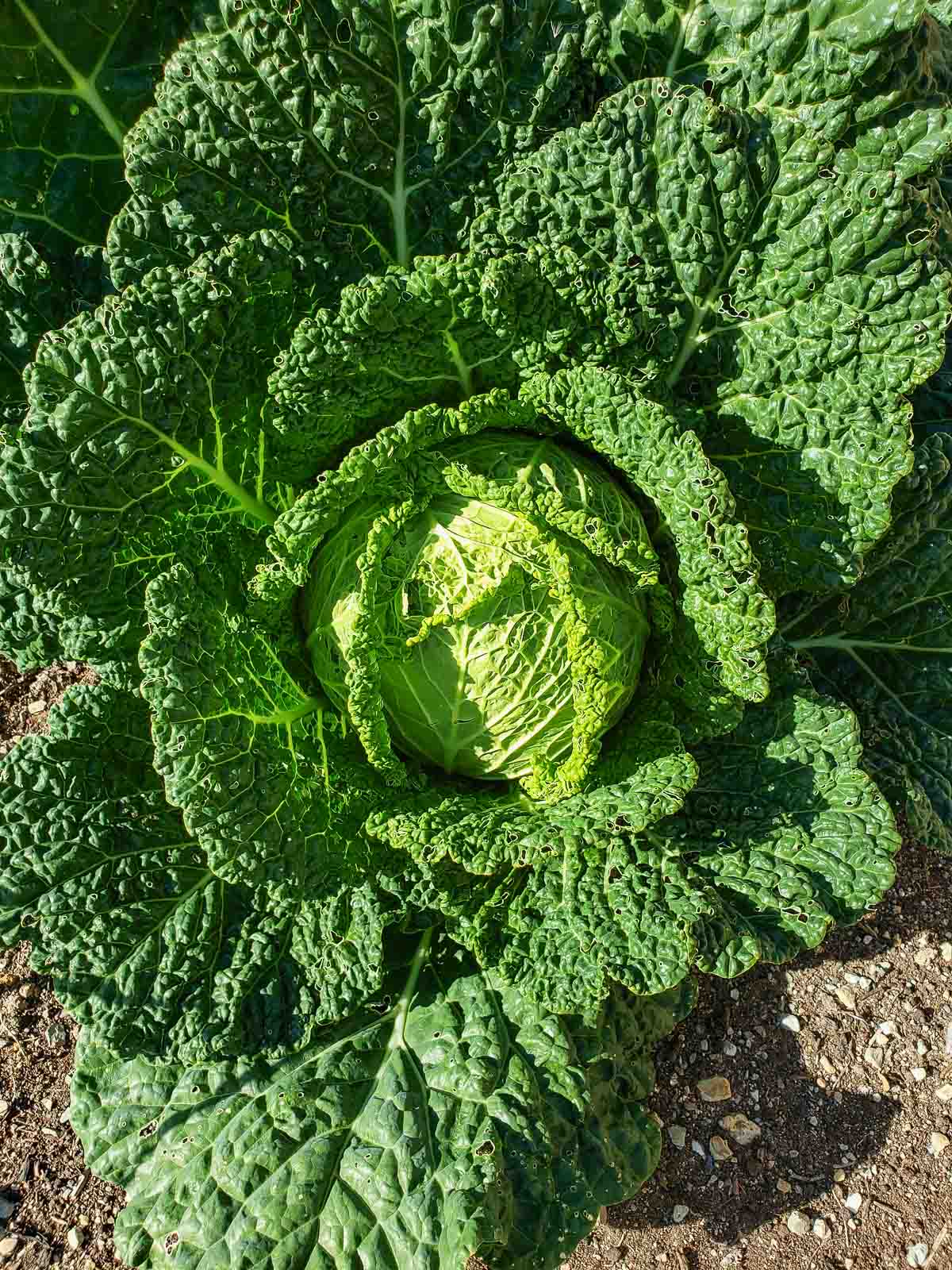 Large head of Savoy cabbage growing in the soil.